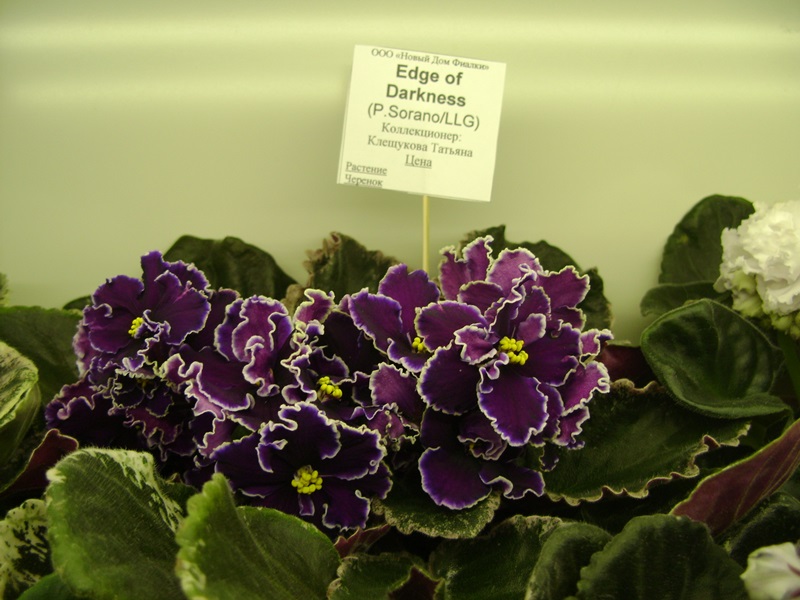 DSC08565.JPG