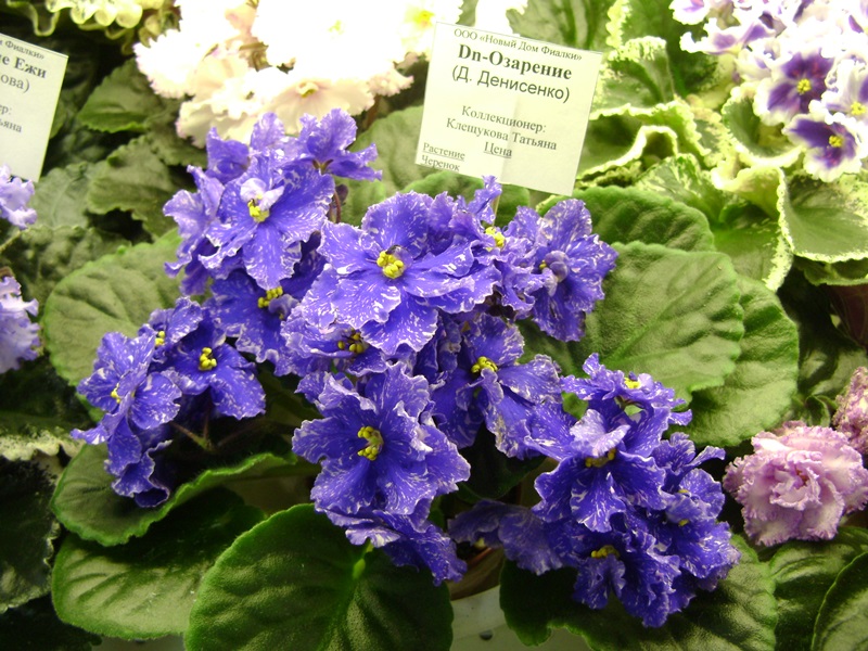 DSC08563.JPG