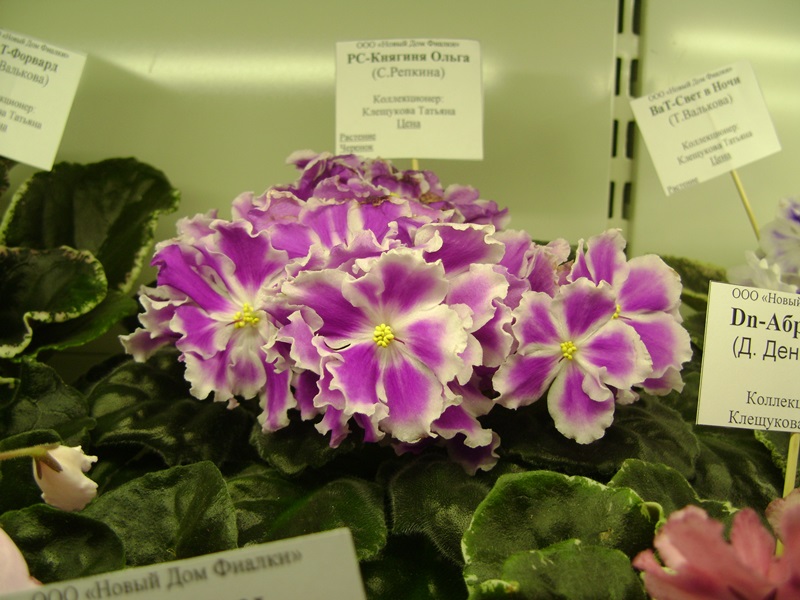 DSC08570.JPG