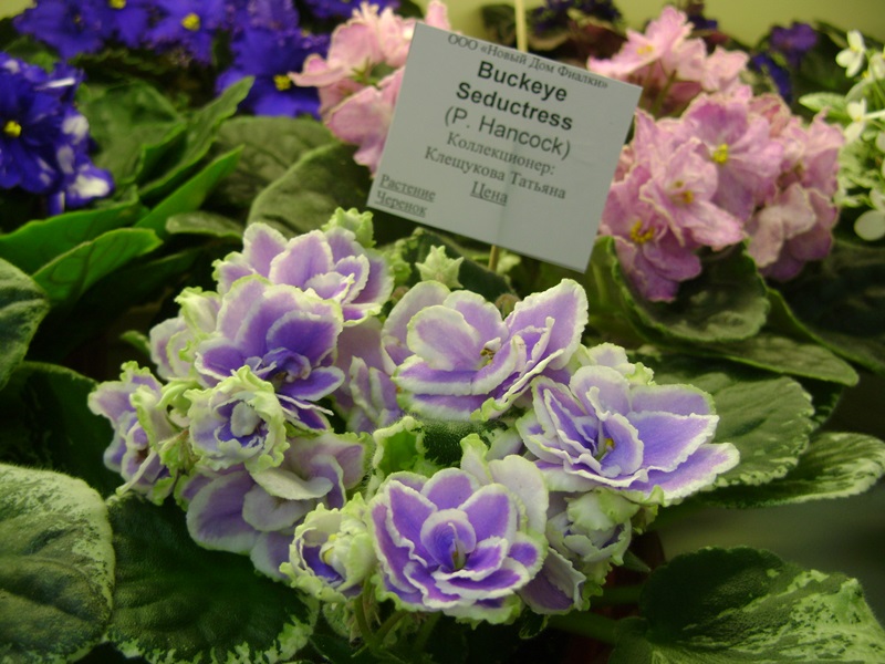 DSC08569.JPG