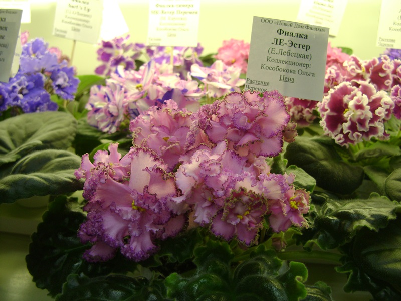 DSC08576.JPG