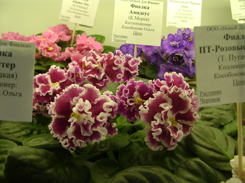 DSC08575.JPG