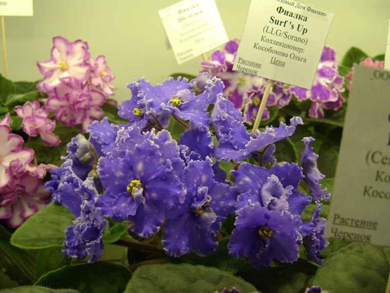 DSC08574.JPG