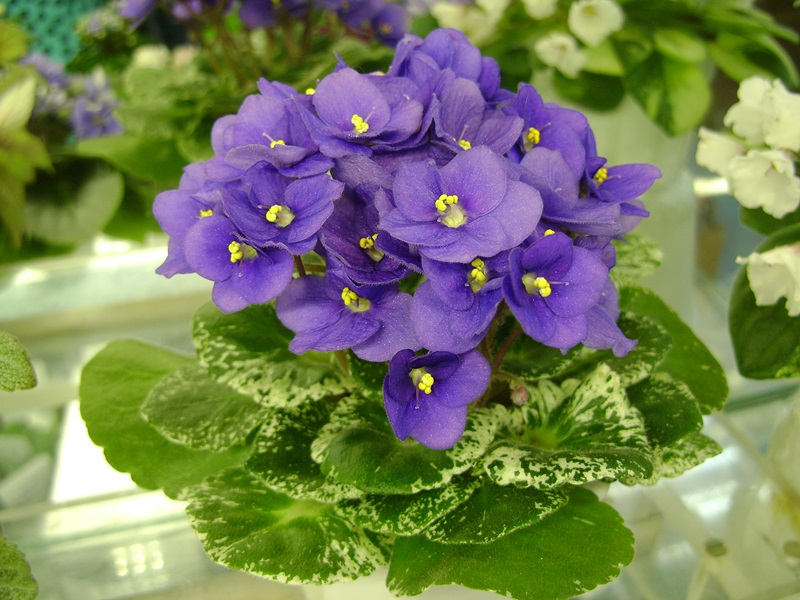 DSC08580.JPG