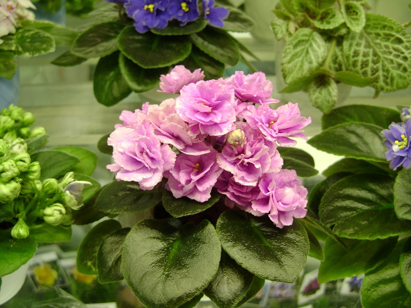 DSC08578.JPG