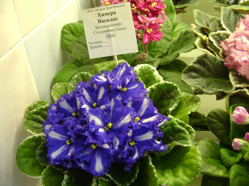 DSC08589.JPG