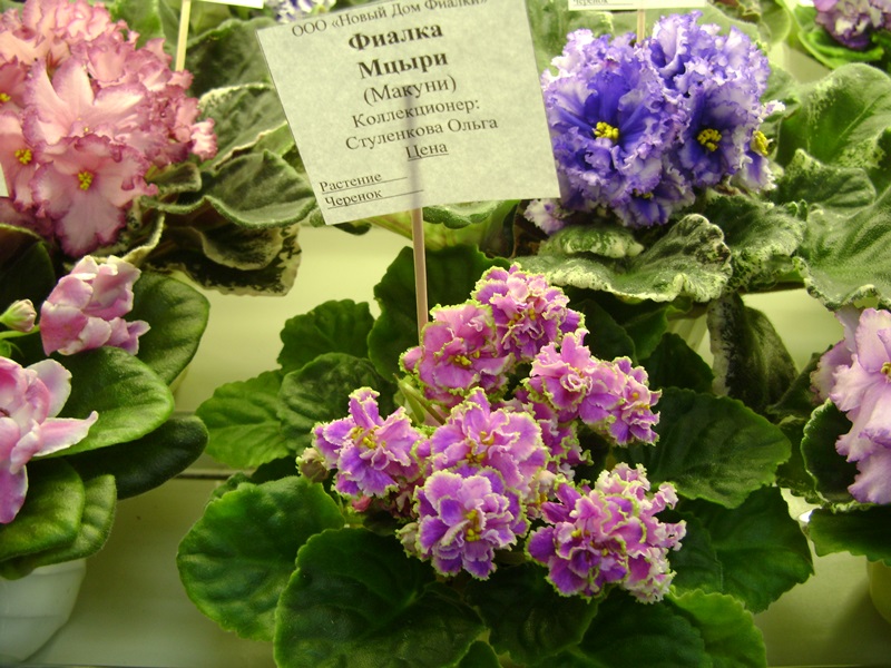DSC08586.JPG