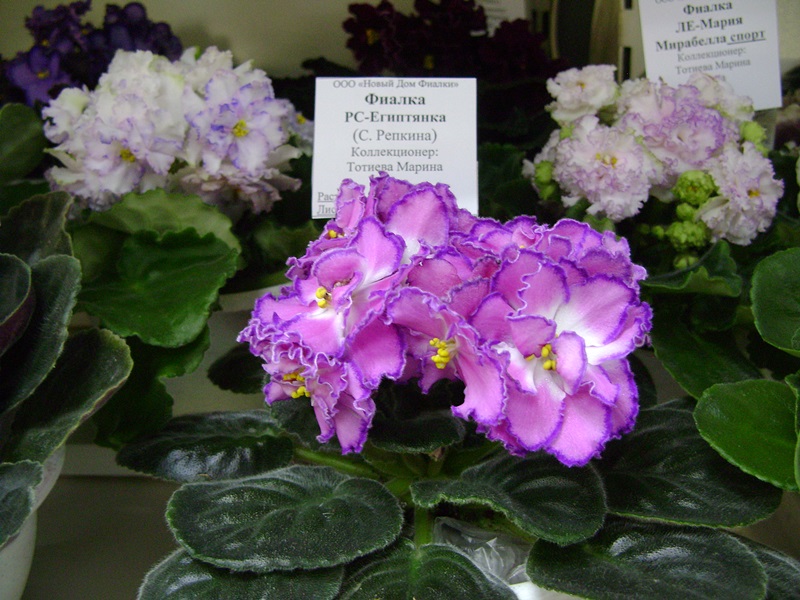 DSC08600.JPG