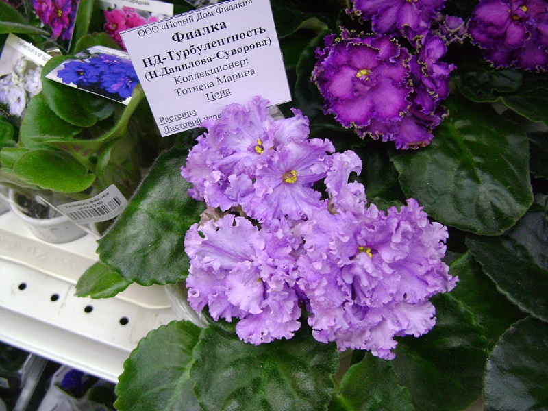 DSC08609.JPG