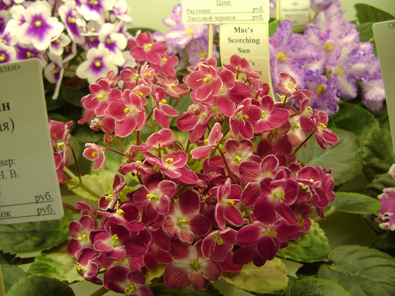 DSC08636.JPG
