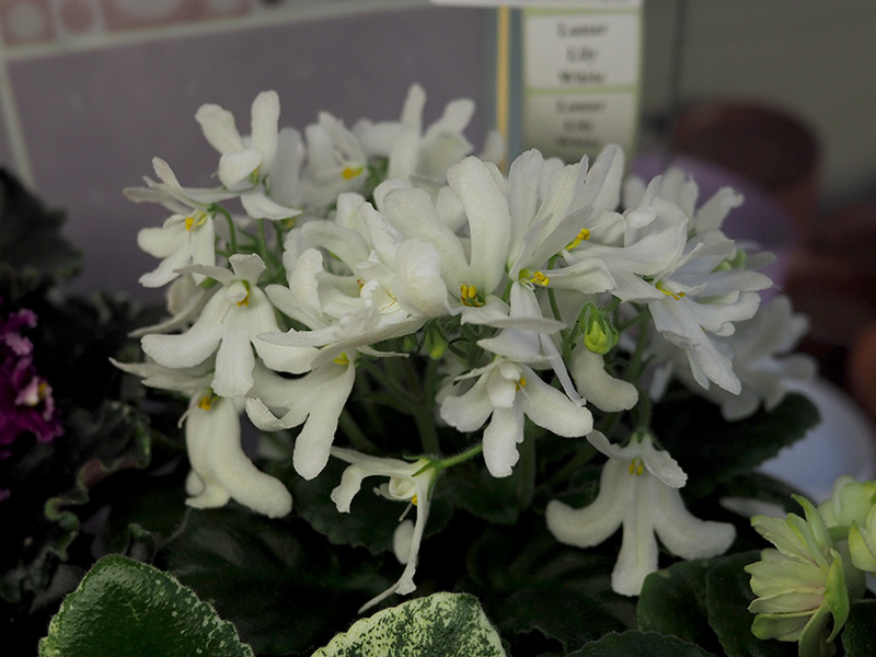 Дорофеев Lunar Lily white.jpg