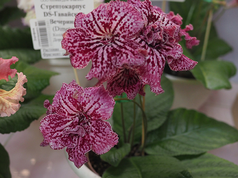 Дорофеев стреп. DS-Гавайская Вечеринка.jpg