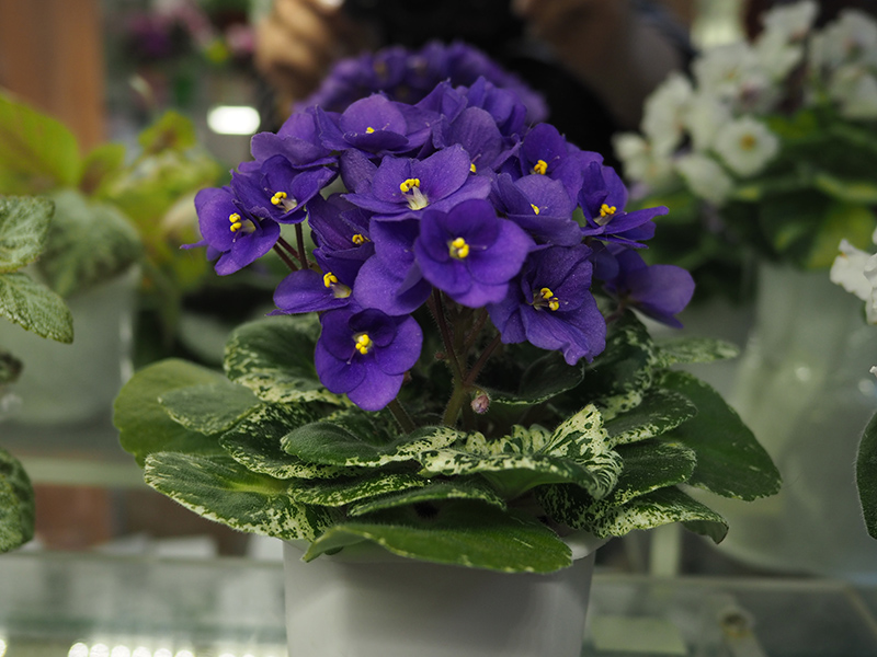 Титовская Shirl`s Purple Passion.jpg