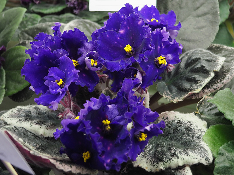 Патрушева Startrick.jpg