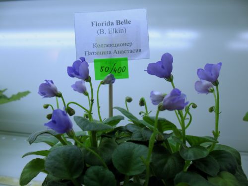 Florida Belle - трейлер Патяниной Насти