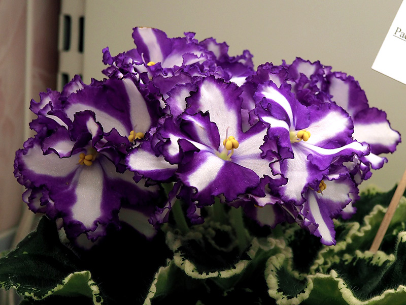 Стуленкова химера Victorian Ribbons.jpg