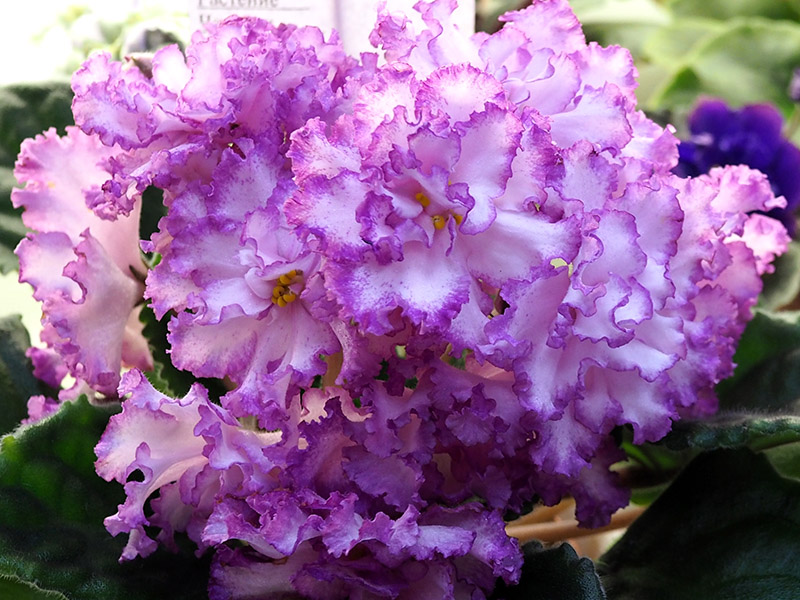 Стуленкова ЯН-Менуэт.jpg