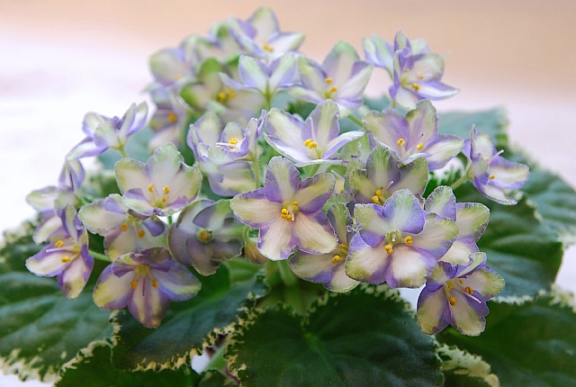 DSC_0530a.jpg