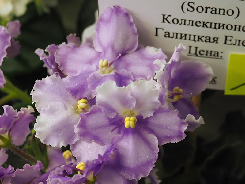 Галицкая Moonsilk.jpg