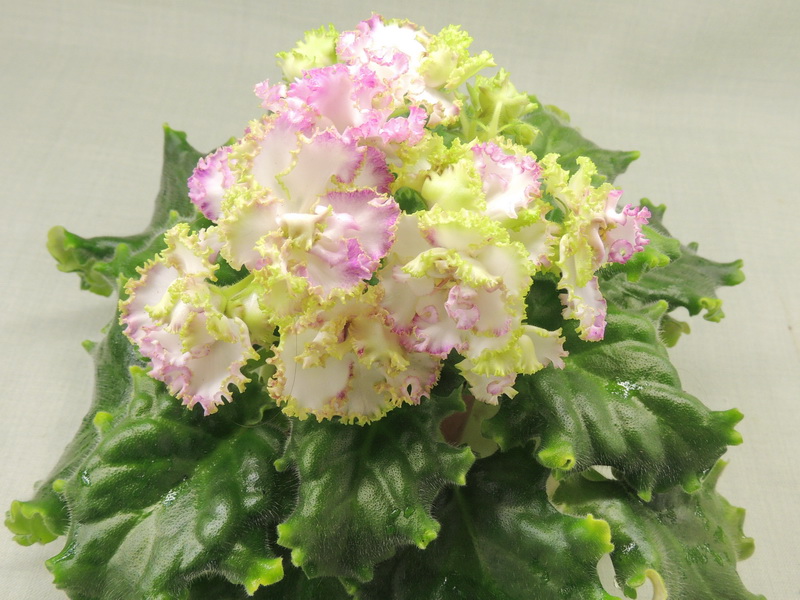ЛЕ-Коко Шанель
