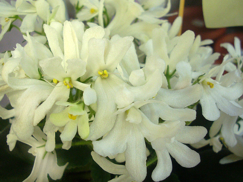 Lunar Lily White.jpg