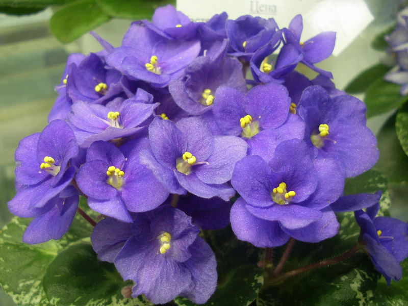 Shirl's Purple Passion.jpg