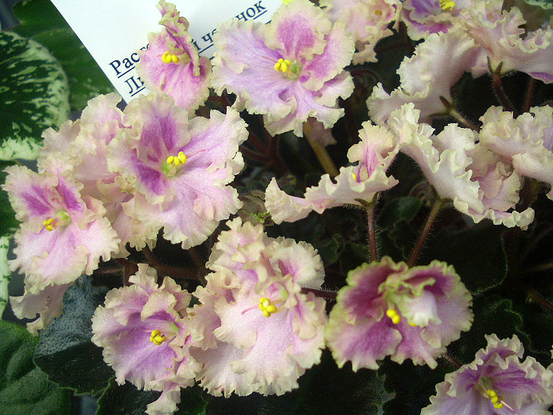 Rob's Antigue Rose.jpg