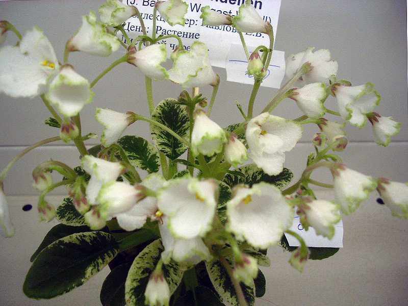 Two-w Sandellen.jpg