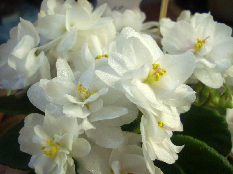 БР-Кохана.jpg