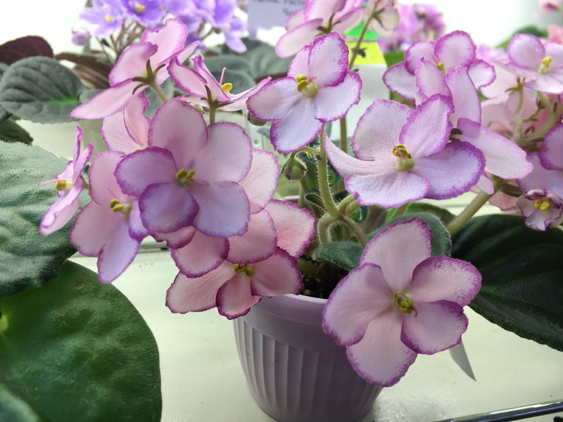 Teguila Rose