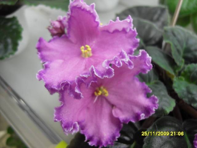 SDC17368_conv.jpg