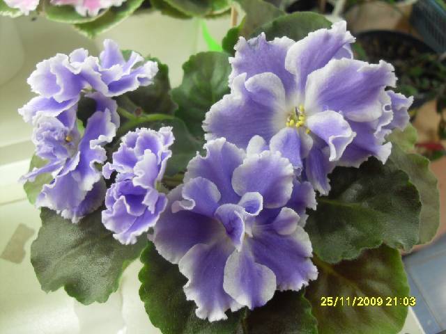 SDC17353_conv.jpg
