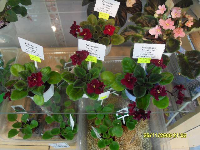 SDC17352_conv.jpg