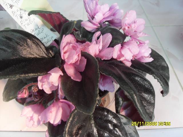Pink Tulip