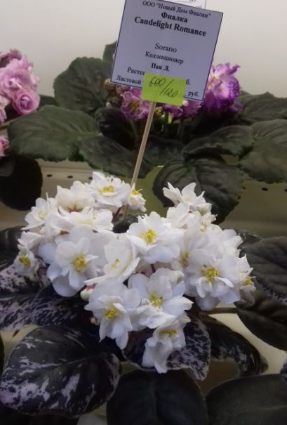 2018-01-31_22-00-18.jpg