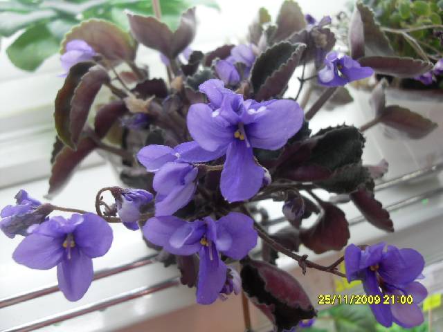 Senk's Blue Caskade Патяниной Анастасии