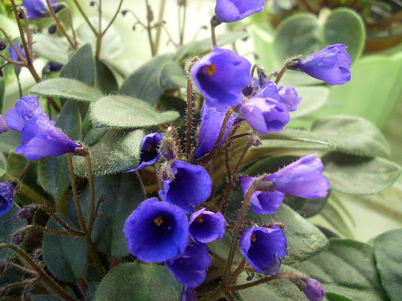 Vallarta Campanas Moradas.jpg