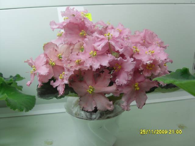 SDC17343_conv.jpg