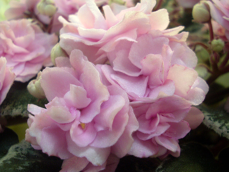 Cajun's Roses Anyone.jpg