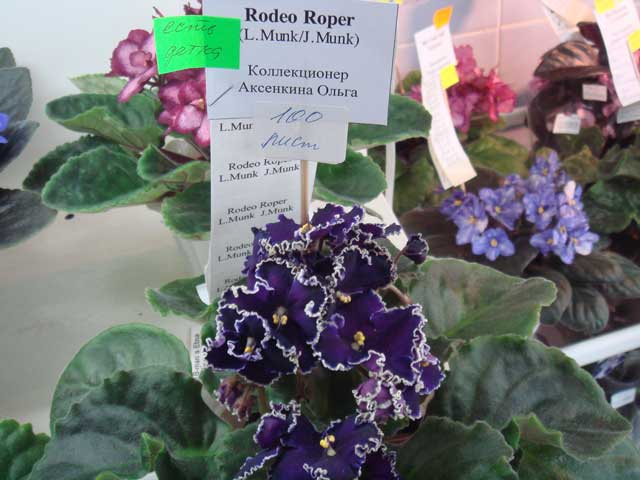 Rodeo-Roper.jpg