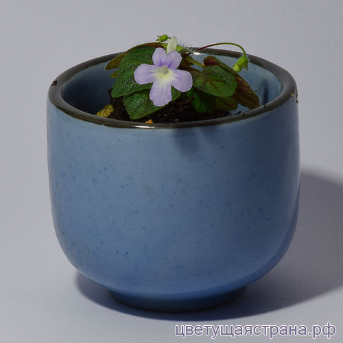 s-pusilla-Itaoca-30K.jpg