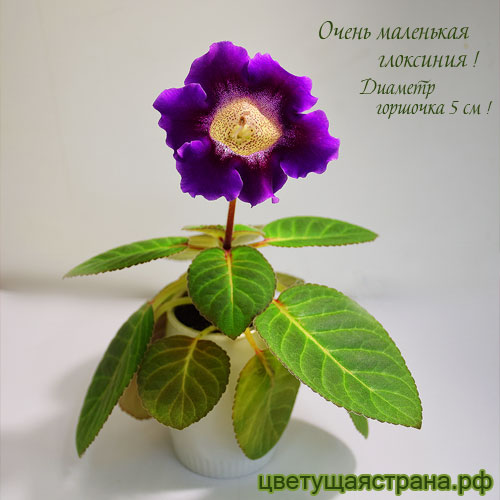 Очень-маленькая-глоксиния-2018.jpg