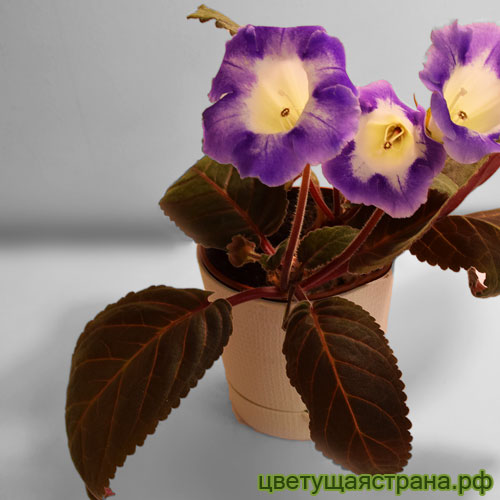 Цвет-Зимняя-ночь-чернолистная.jpg