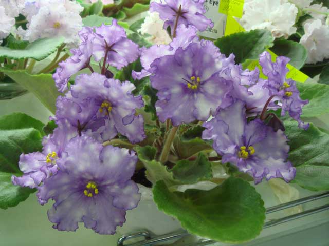 Storm's-Eye.jpg