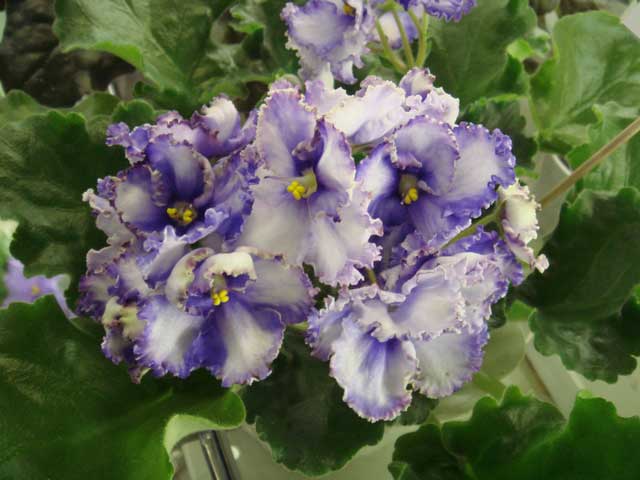 Crystal-Plum.jpg