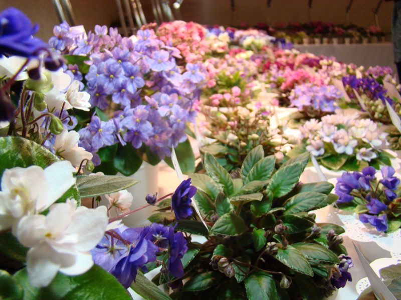 DSC08625.JPG