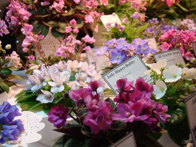 DSC08627.JPG