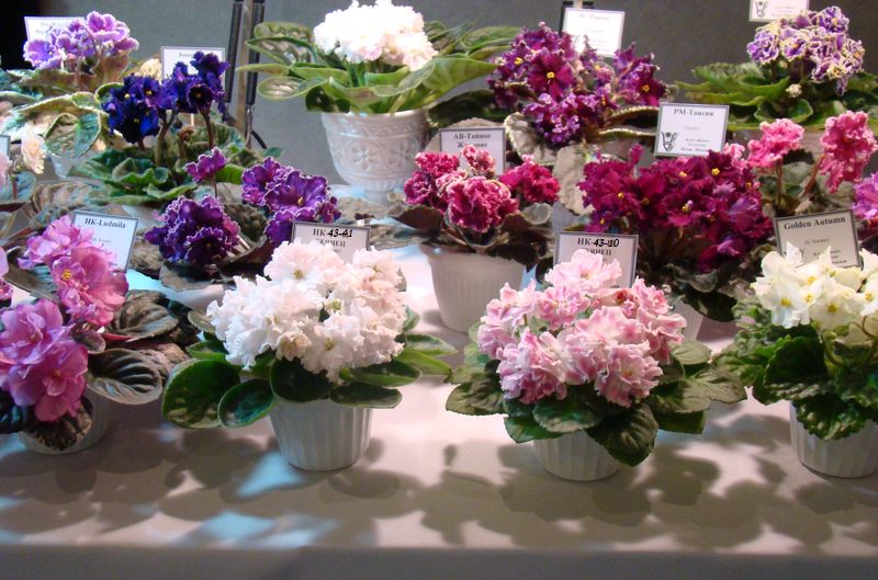 DSC08630.JPG