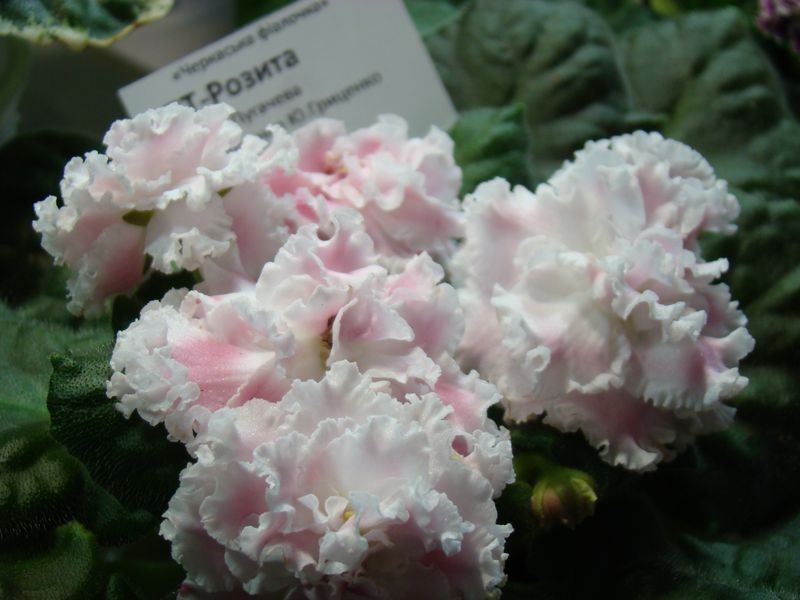 DSC08648.JPG