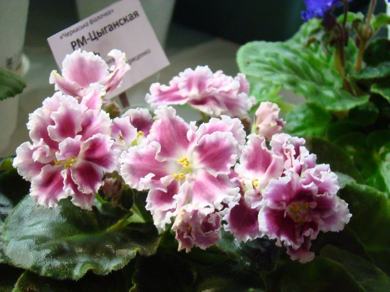 DSC08650.JPG